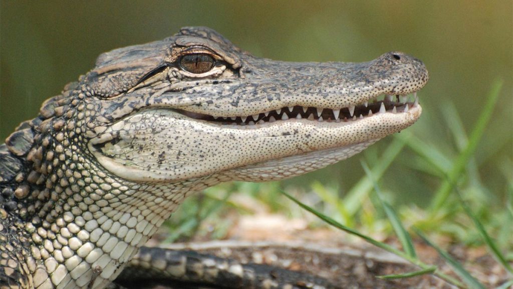 Alligator de Floride.