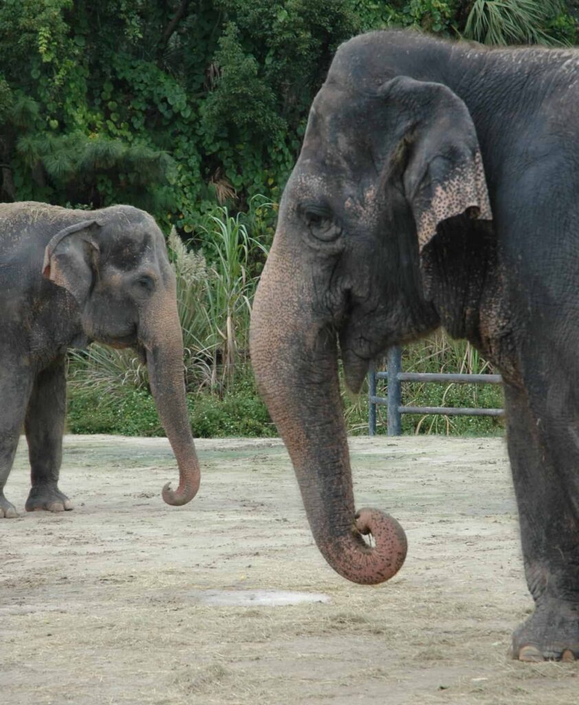 Asian elephants at the Central Florida Zoo