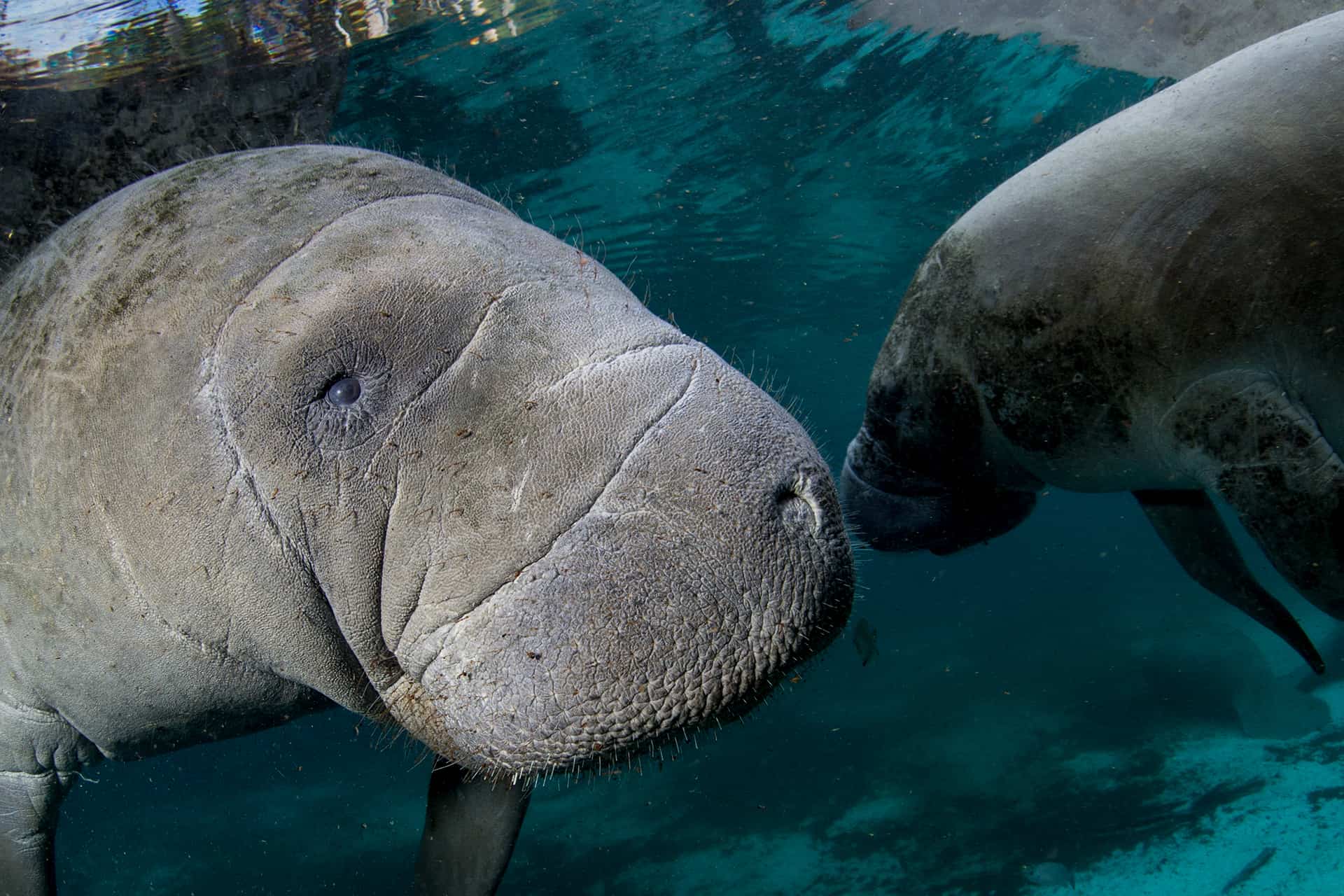 Manatees in the Crystal River
