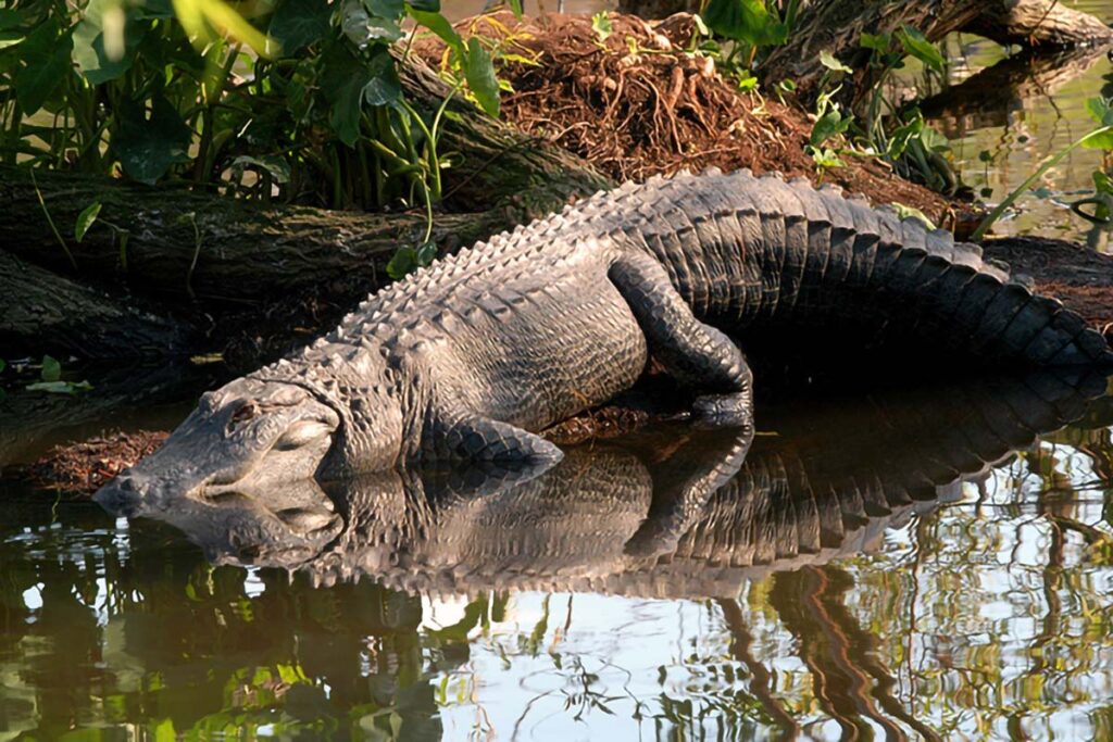 Alligator sitzt auf einer Bank im Gatorland-Themenpark in Orlando